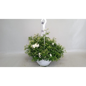 Solanum jasminoides