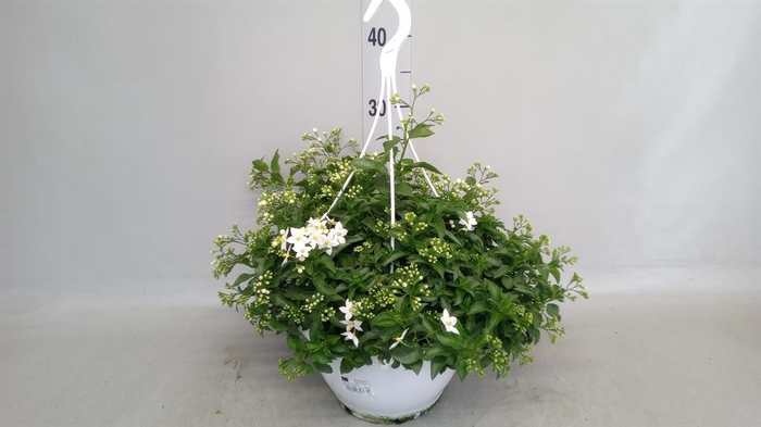<h4>Solanum jasminoides</h4>