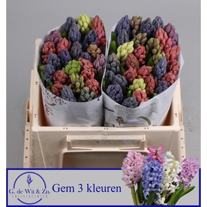 HYAC GEM 3 KLEUREN