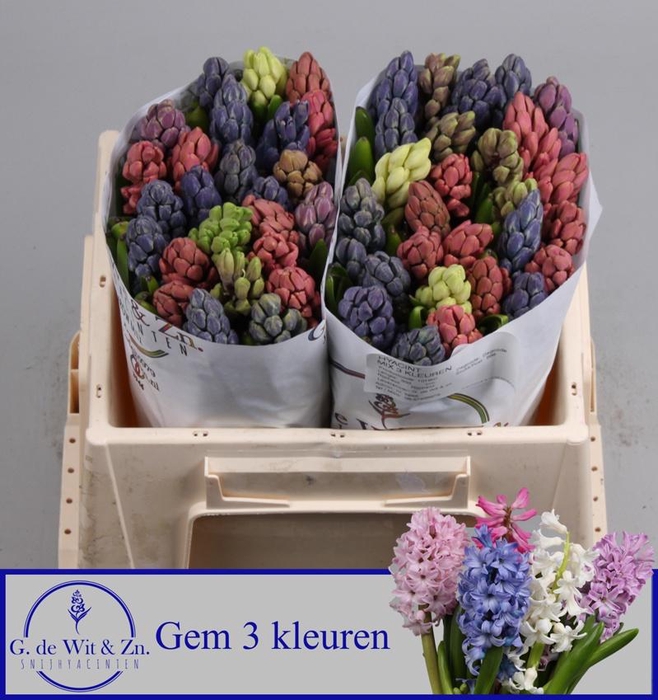 <h4>HYAC GEM 3 KLEUREN</h4>