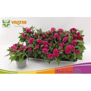 .Celosia argentea cristata grptwisted gemengd