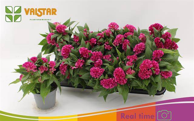 <h4>.Celosia argentea cristata grptwisted gemengd</h4>
