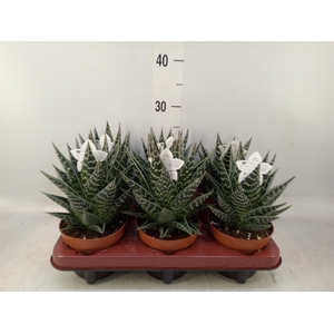 Aloe aristata 'Tiki Tahi'