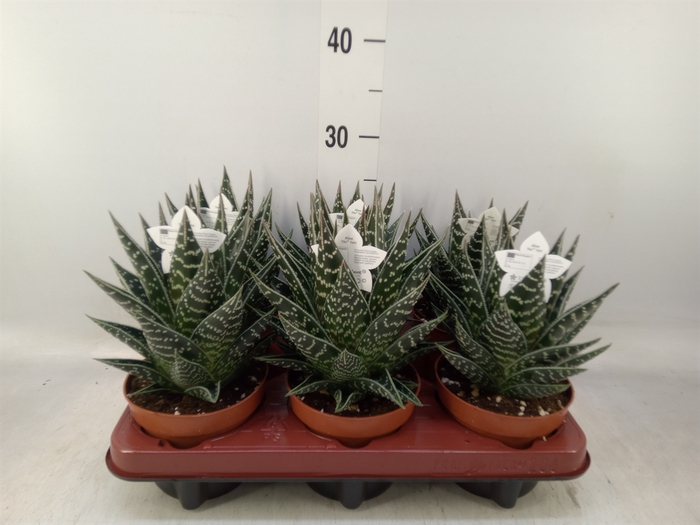<h4>Aloe aristata 'Tiki Tahi'</h4>