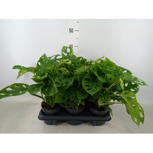 Monstera obliqua 'Monkey Mask'