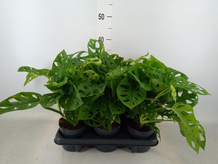 <h4>Monstera obliqua 'Monkey Mask'</h4>
