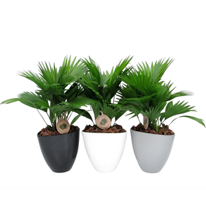 Livistona rotundifolia in avani pot