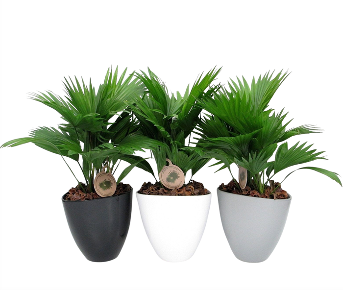 <h4>Livistona rotundifolia in avani pot</h4>