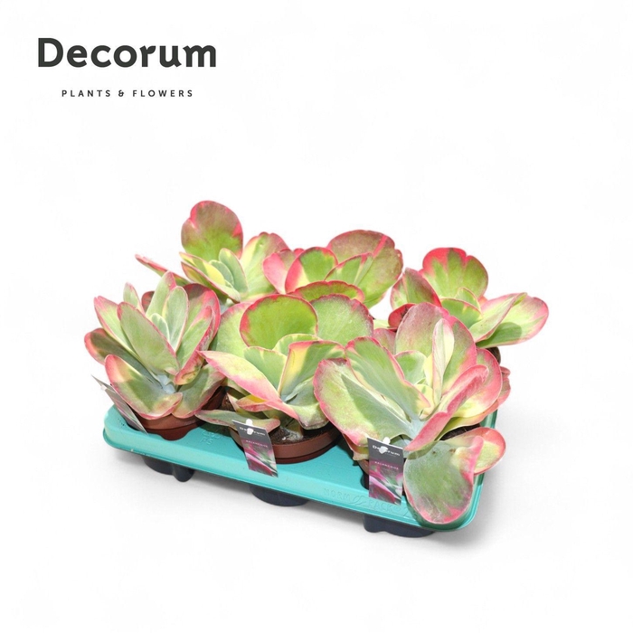 <h4>Kalanchoe Thyrsiflora Variegata (Decorum)</h4>