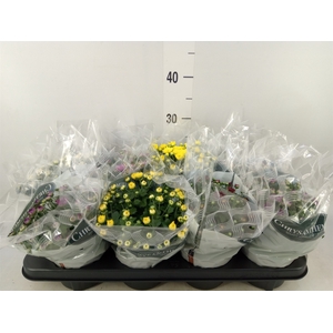 Chrysanthemum   ..mix 5