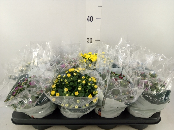 <h4>Chrysanthemum   ..mix 5</h4>