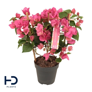 Bougainvillea rood 12cm rek