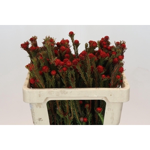 Cape Green Tortum Red