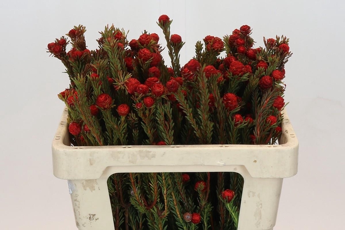 <h4>Kaaps Groen Tortum Red</h4>