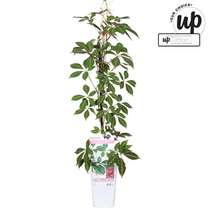 Parthenocissus henryana P15