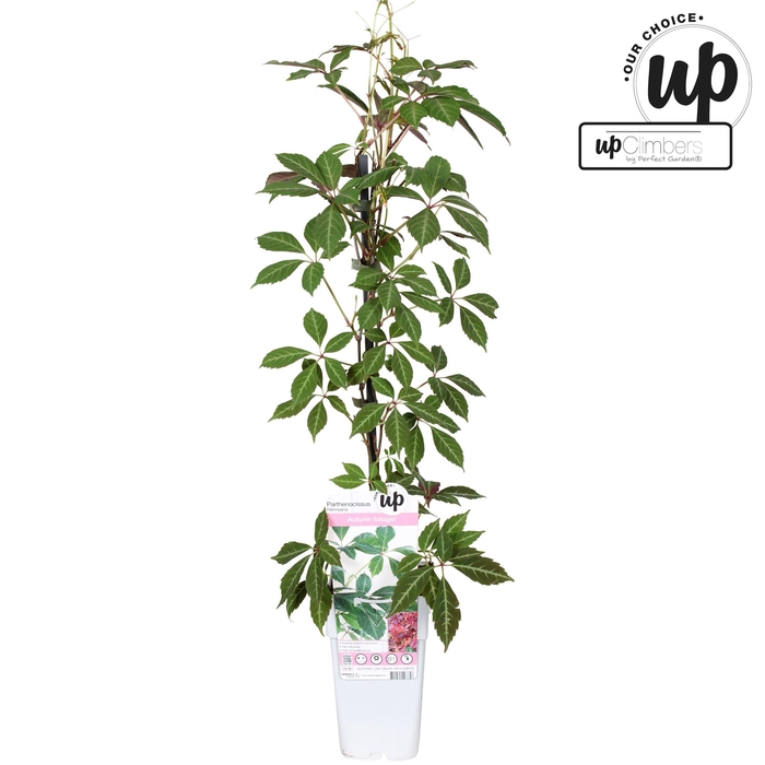 <h4>Parthenocissus henryana P15</h4>