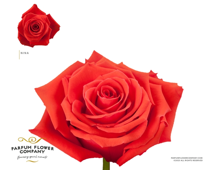 <h4>Rosa Garden Nina</h4>