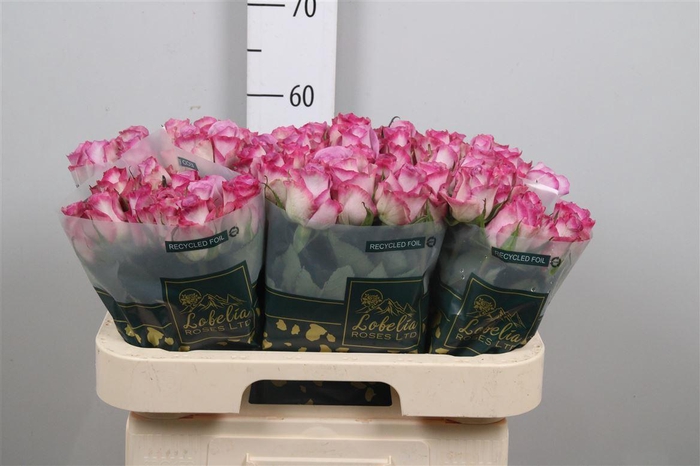 <h4>R Gr Thriller</h4>