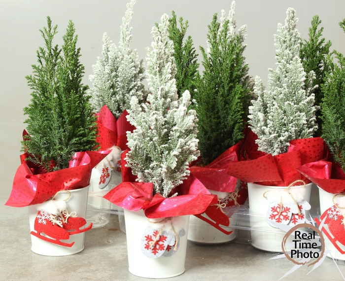 <h4>CHAM L ELLWOODII</h4>