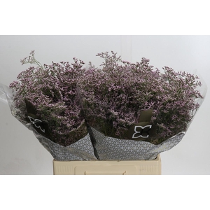 Limonium ov Safora Oshi Pink