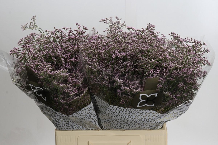 Limonium ov Safora Oshi Pink