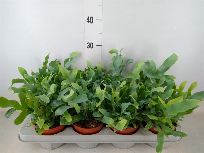 <h4>Phlebodium aureum 'Blue Star'</h4>