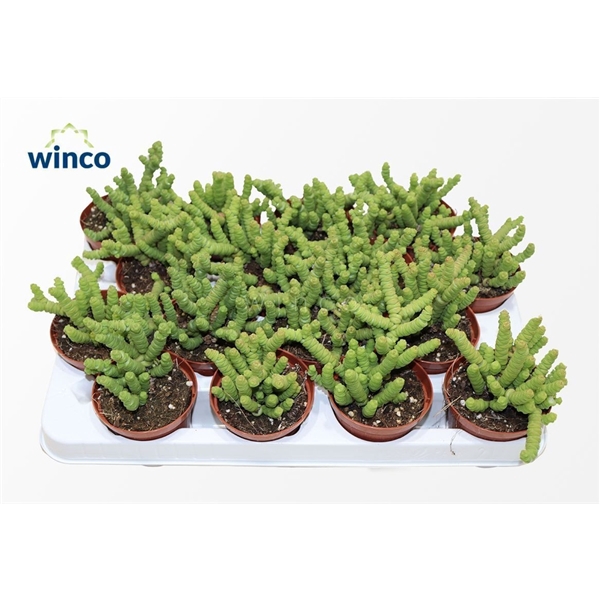 <h4>Crassula Marneriana Mini</h4>