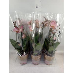 Phalaenopsis multi. 'Ant Treviso'