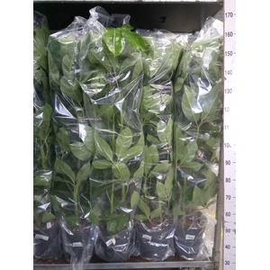 Schefflera actin. 'Amate'
