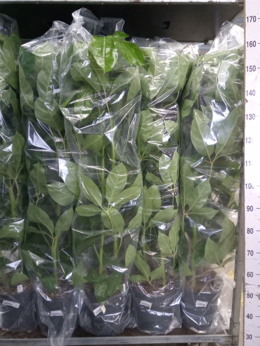 <h4>Schefflera actin. 'Amate'</h4>