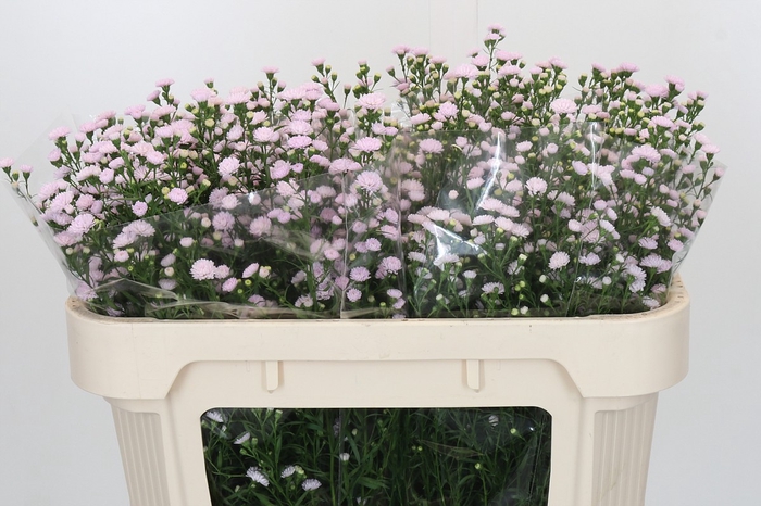 <h4>Aster Baby Pink Pearl</h4>