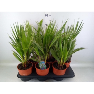 Washingtonia filifera