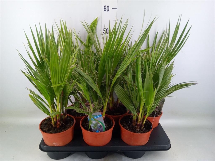 <h4>Washingtonia filifera</h4>