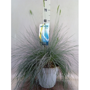 Festuca glauca 'Intens Blue'