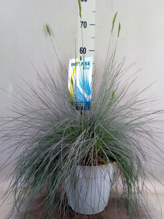 <h4>Festuca glauca 'Intens Blue'</h4>