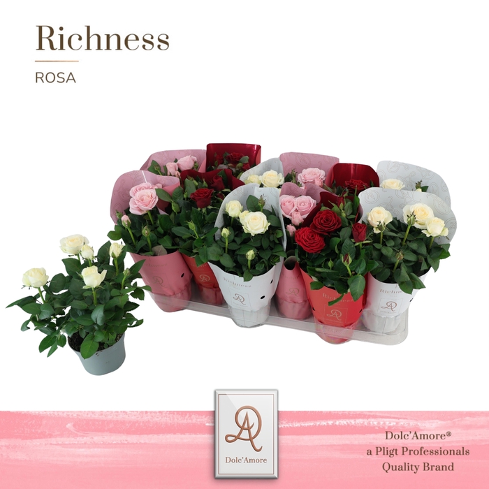 <h4>Potroos Valencia Mix P10,5 Dolc'Amore® Metallic Ton Sur Ton</h4>