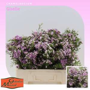 Chamelaucium Giselle