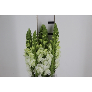 BOCA DE LEAO BRANCA 070 CM