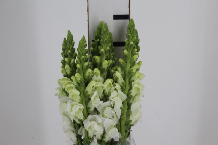 <h4>BOCA DE LEAO BRANCA 070 CM</h4>