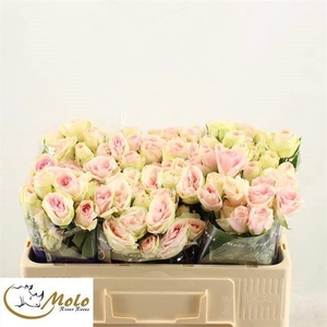 R TR RLM  ING KRISTI