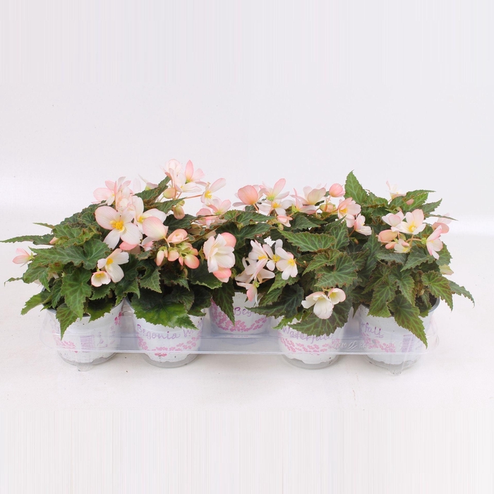 <h4>BEGONIA WF DR ANG S PIN</h4>