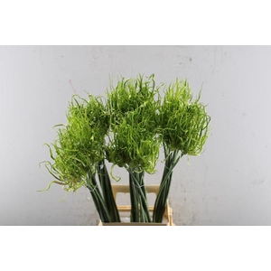 Allium Fido Dido L 70