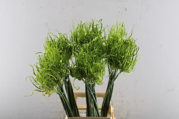 <h4>Allium Fido Dido L 70</h4>