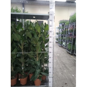 Ficus ...