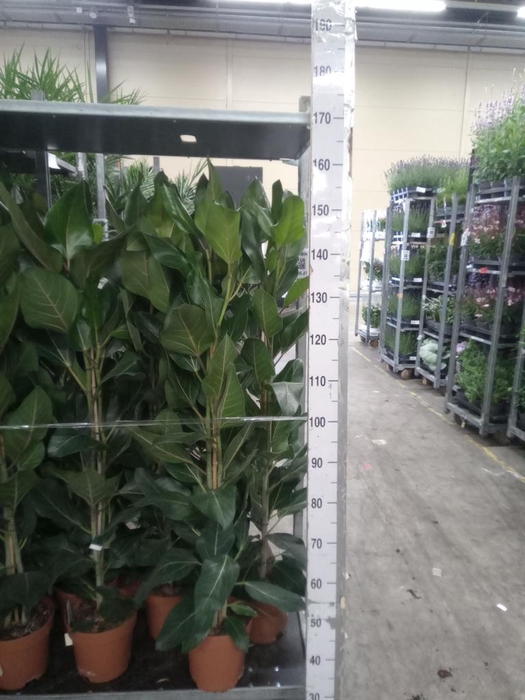 <h4>Ficus   ...</h4>