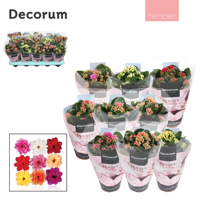 Kalanchoe Decorum TENDER - Serenity mix