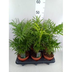 Chamaedorea elegans