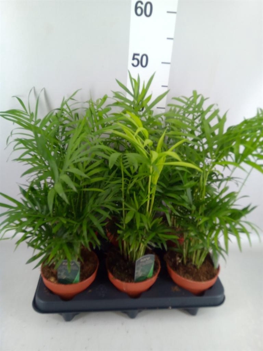 <h4>Chamaedorea elegans</h4>