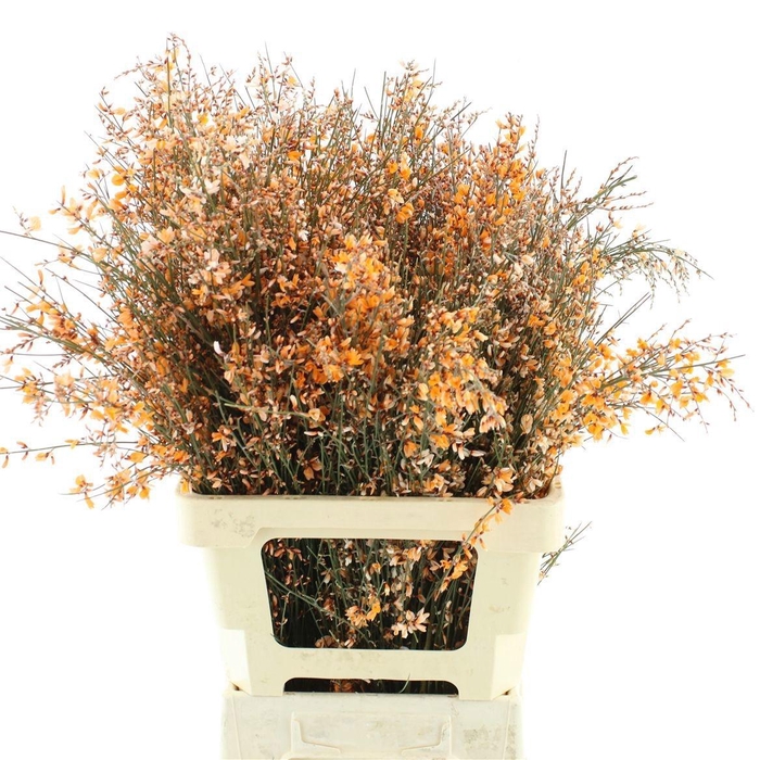 <h4>GENISTA KLB BS H%</h4>