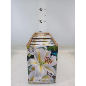 Flowerbulbs, corns or tubers   ...